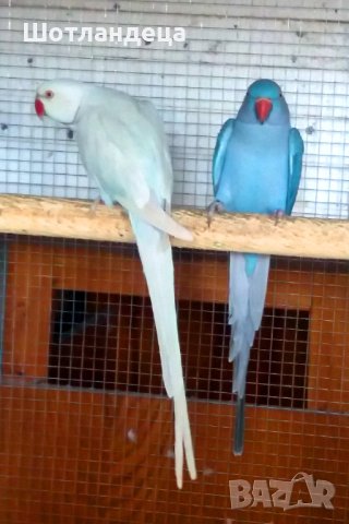 Папагали-двойка малък александър