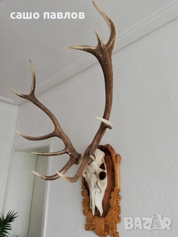 Продавам еленови рога-трофей, снимка 5 - Колекции - 27407157