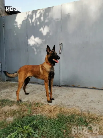 продам белгийски овчарки малиноа , снимка 8 - Белгийска овчарка - 49319194