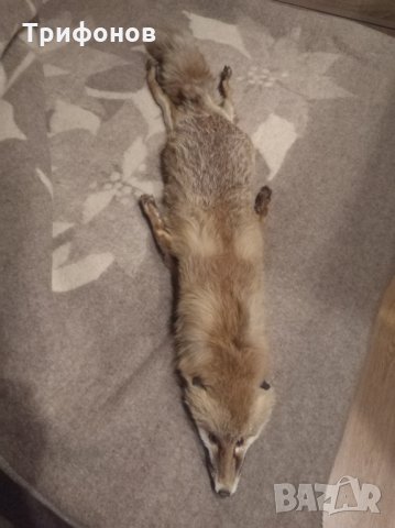 Лисица, снимка 4 - Други - 27369123