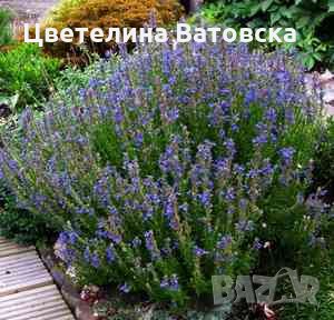 Продавам разсад хизоп hyssopus officinalis var. decumbens