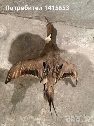 Продавам препарирана патица