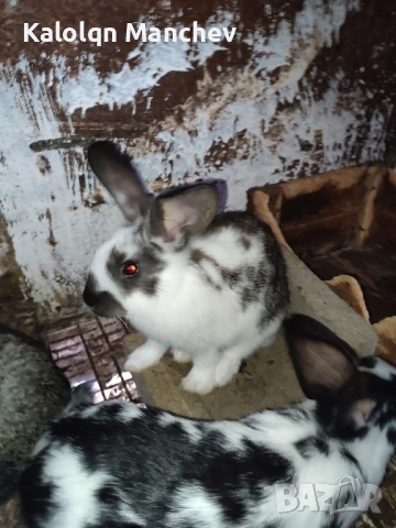 продавам зайци , снимка 9 - Други животни - 50505858