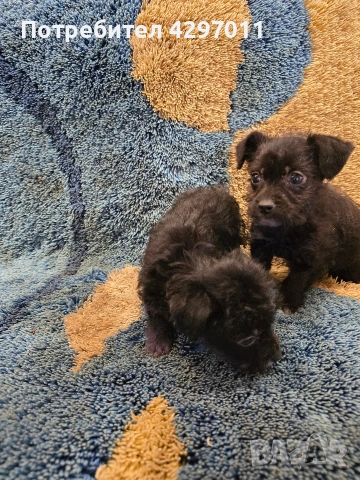 микс между чихуахуа и болонка, снимка 2 - Чихуахуа - 53464994