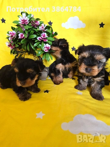 мини йоркширски териер