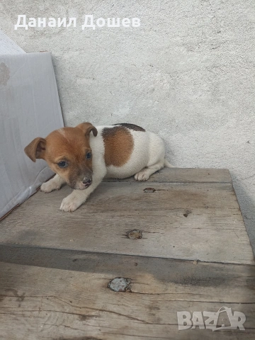 продавам Джак ръселчета, снимка 4 - Джак ръсел териер - 53485040