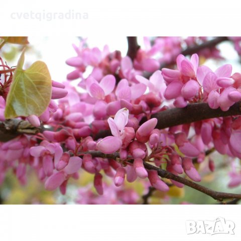 Cercis siliquastrum 100/125 див рожков, снимка 3 - Градински цветя и растения - 36969362