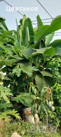 Банан Musa Dahijao, снимка 3 - Стайни растения - 49485183