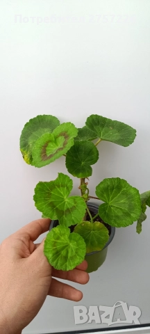 Pelargonium malloca , снимка 3 - Стайни растения - 52988007
