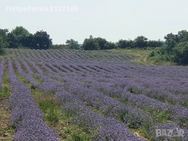 Земеделска земя, снимка 8 - Земеделска земя - 53100885
