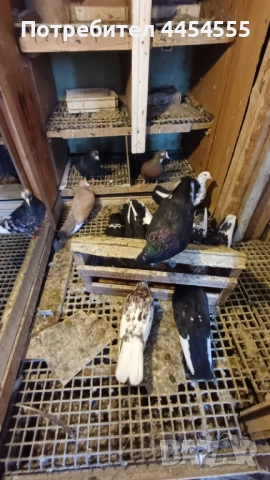 Гълъби 30 броя, снимка 2 - Гълъби - 52369901