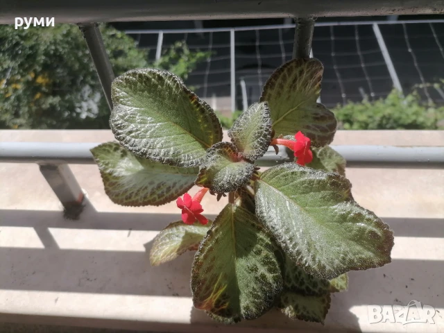 еписция червена 