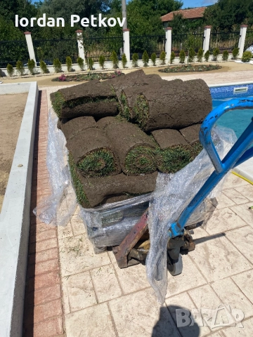 Тревен чим , снимка 11 - Градински цветя и растения - 51528828