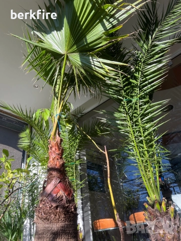 Финикова Палма , снимка 5 - Градински цветя и растения - 52943034