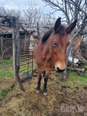 Продава се женски катър, снимка 4 - Коне - 53063044