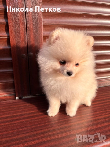 Померан , снимка 2 - Померан - 52839367