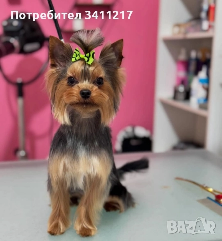 Търсим си дама , снимка 4 - Търси партньор - 52817790