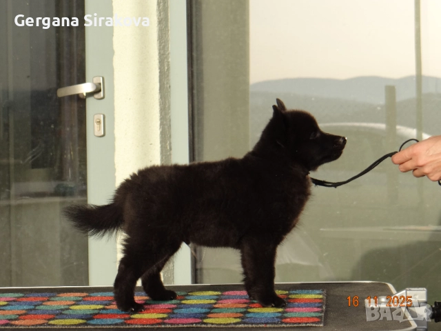 Шиперке - уникални малки кучета, снимка 5 - Други - 52115812