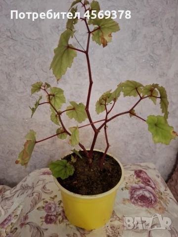 Цвете Бегония , снимка 7 - Стайни растения - 52124484