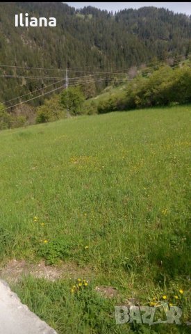 Продавам имот в землището на с.Момчиловци с квадратура 2700кв.м, снимка 3 - Земеделска земя - 37686757