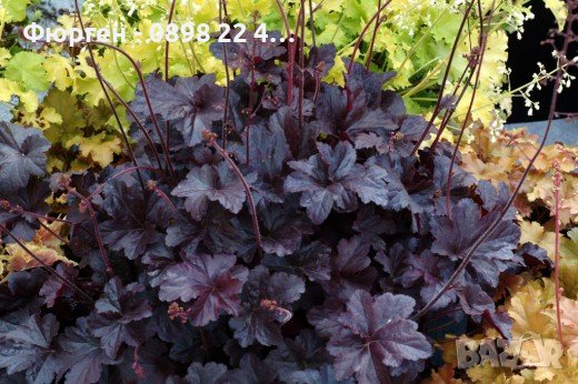 Хойхера-Планински здравец (вечно червен), снимка 1 - Градински цветя и растения - 37586982