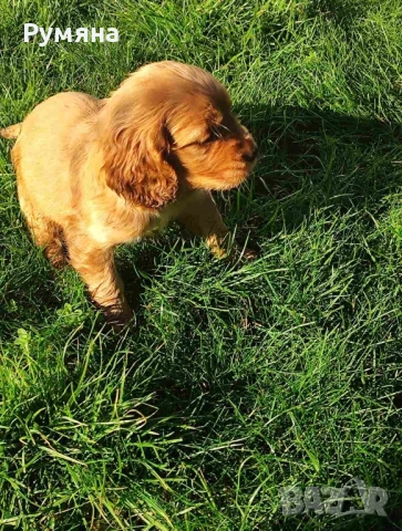 Английски кокер шпаньол, снимка 6 - Кокер шпаньол - 53485205