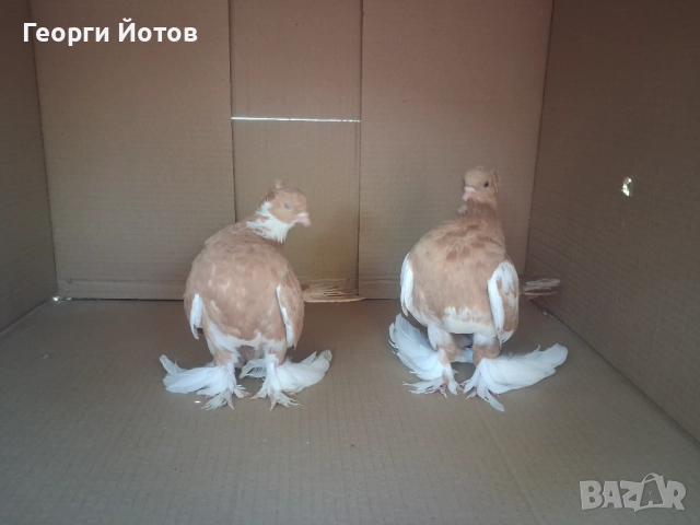 Продавам гълъбите от снимките, снимка 5 - Гълъби - 51548384