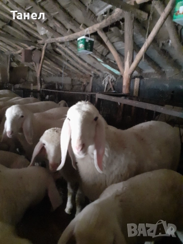 Овцеферма продава агнета, овце и кочове