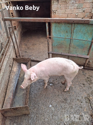 продавам 40 кела прасе бяла българка, снимка 5 - Други животни - 53482292