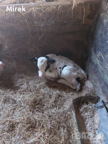 откраднат, снимка 5 - Крави - 52673184