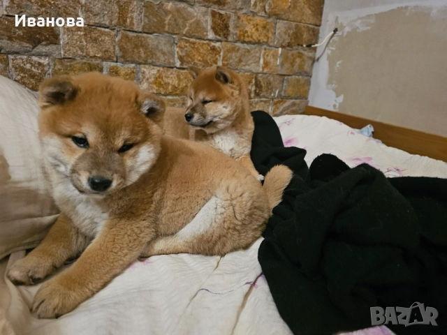 Шиба ину кученца, снимка 16 - Шиба ину - 46910234