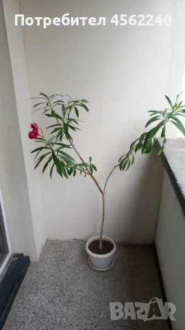 Олеандри (зокуми), снимка 3 - Стайни растения - 51409254