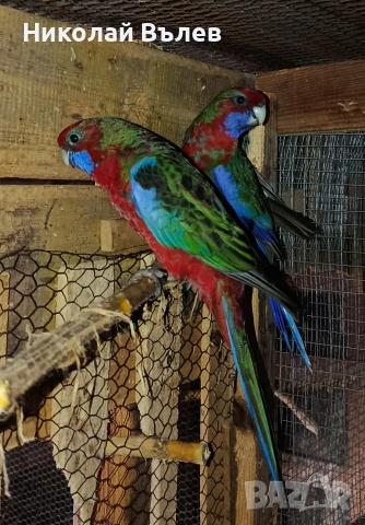 Млада двойка червени пенанти