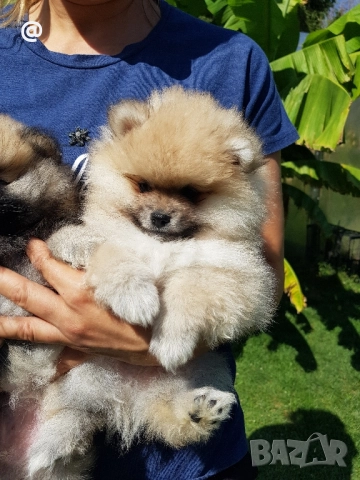 Померан померанчета свободни!, снимка 13 - Померан - 51699800