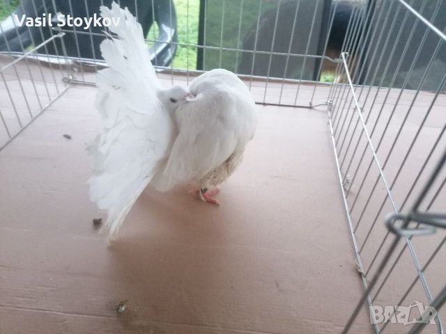 фенерлии и двукачулни, снимка 1