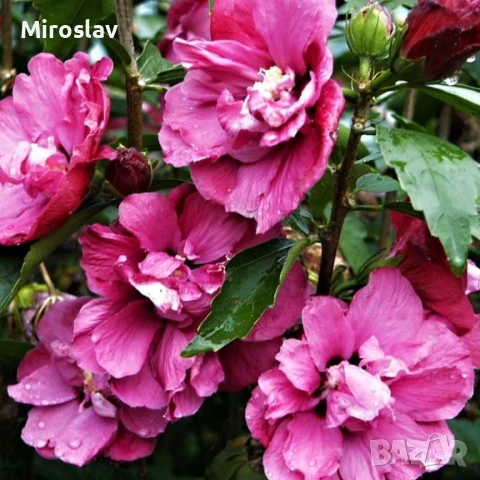 Хибискус Кичест 4 налични цвята, снимка 4 - Градински цветя и растения - 50890162