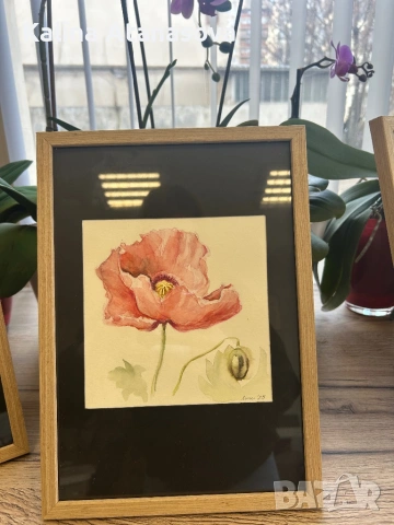 Ръчно рисувана акварелна картина – Розов мак