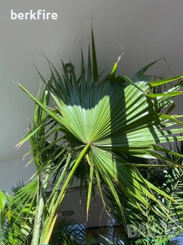 Палма Вашингтон, снимка 2 - Стайни растения - 52942980