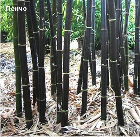 100 бр бамбукови семена градински растения Черен цвят бамбук Moso-Bamboo за декорация на градината д, снимка 3 - Сортови семена и луковици - 28091326