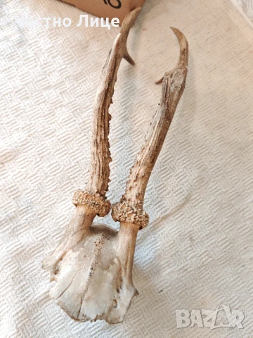 Много Стар Ловен Трофей Череп с Рога на Сръндак