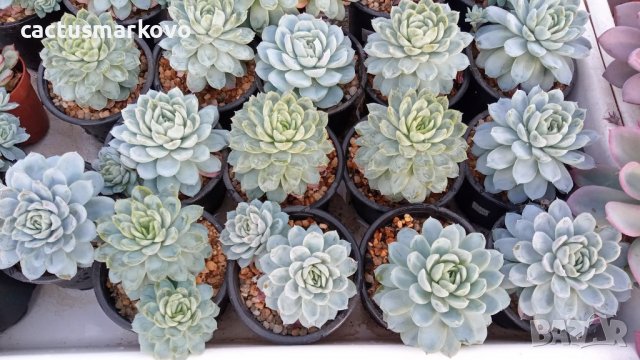 echeveria elegans, снимка 1 - Стайни растения - 38591258