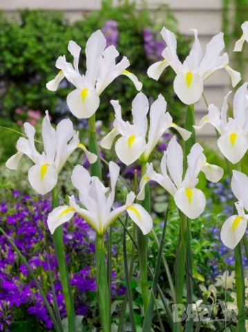 Ирис White van Vliet 