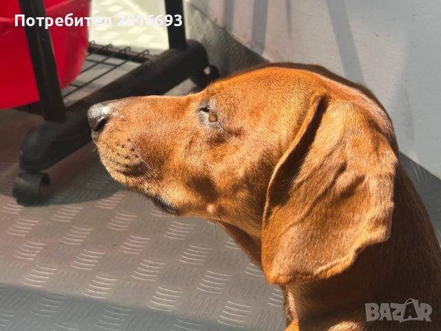 Мъжки дакел Майк си търси женски дакел за разплод., снимка 12 - Дакели - 48446225