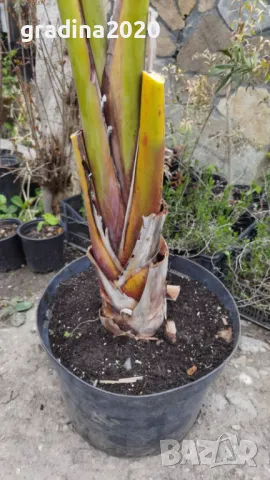 Стрелиция Налични 2 вида, снимка 10 - Разсади - 47241857