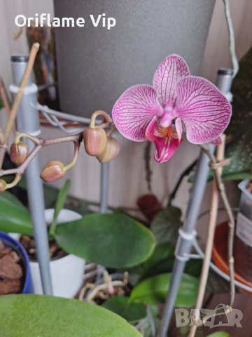 Орхидея