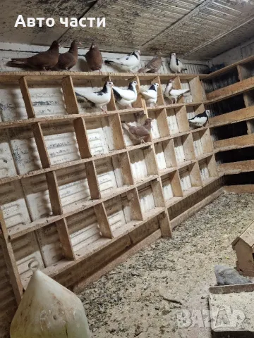 пазарджишки високолетачи гълаби те са стар ДЖИНС , снимка 6 - Гълъби - 48211259