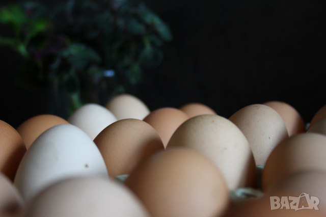 Домашни Яйца 0.50ст./бр, снимка 8 - други­ - 36397255