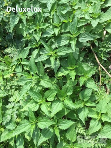 Био прясна коприва, снимка 1