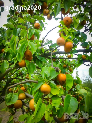 Азиатска круша Наши (Pyrus pyrifolia), снимка 4 - Разсади - 52066739