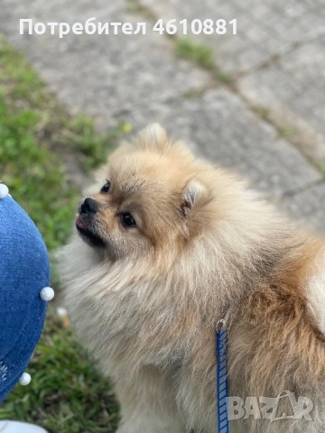 Мъжки Померан - Разплод 